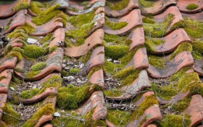Mossborttagning: Hur du skyddar och bevarar ditt tak på lång sikt